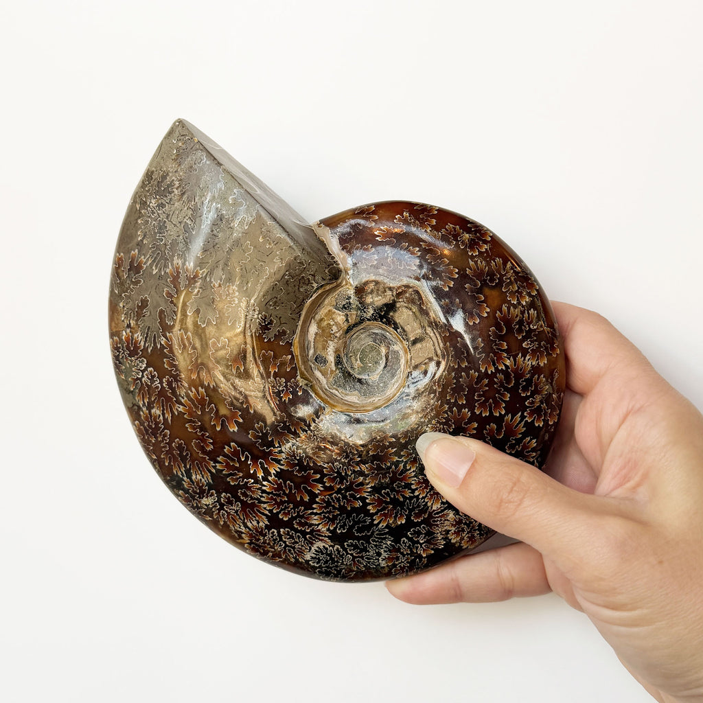 Ammonite Specimen