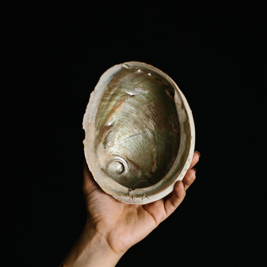 Inside of an Abalone Shell